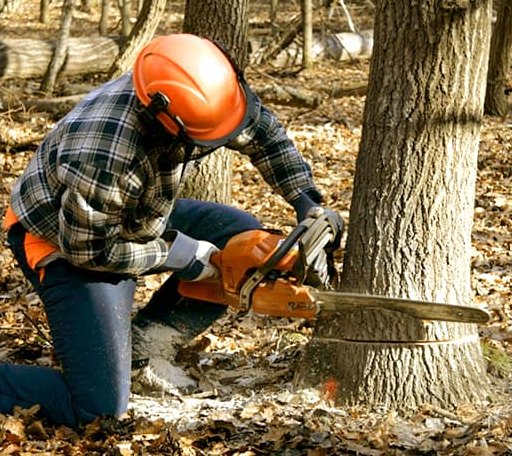 Tree Removal in Italy, TX